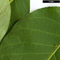 SpeciesSub: var. sachalinense